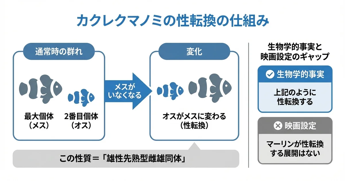 ニモ（カクレクマノミ）の性別についての豆知識の図解